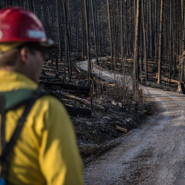 A firefighter in yellow shirt and red helmet stands on a road surrounded by recently burned trees.