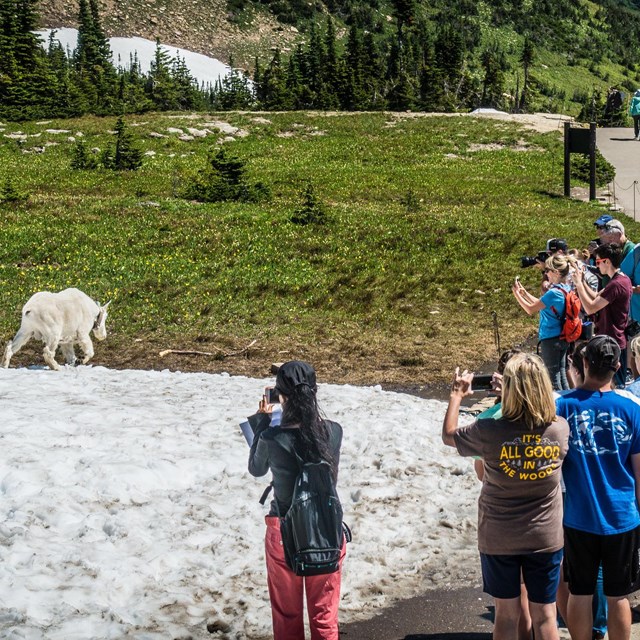 Humans stand on trail holding cameras pointed at a mountain goat walking on snow towards grass. 