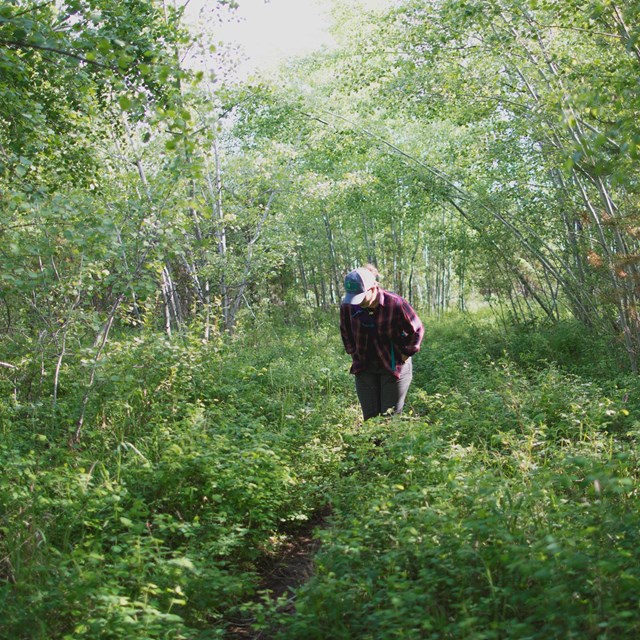 a person standing in a dense green forest