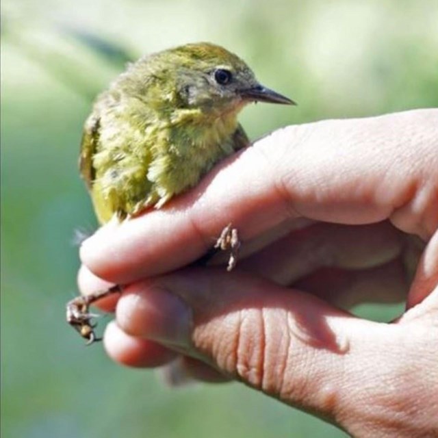 A yellow bird perches on a human hand