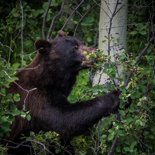 A black bear eats purple huckleberries off a bush