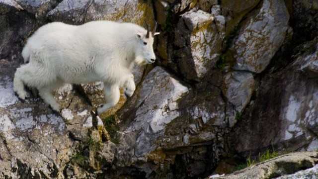 Mountain goat jumps across a cliff