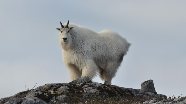 a mountain goat stands alone on a bare rock cliff.