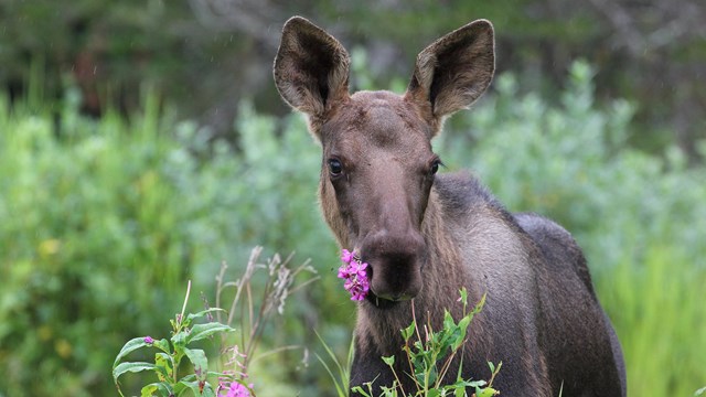 a young moose with a flower in its mouth stands in tall vegetation