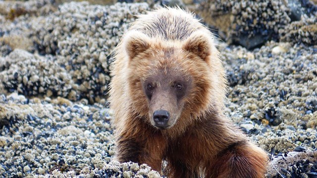 a subadult bear overturns rocks on a beach