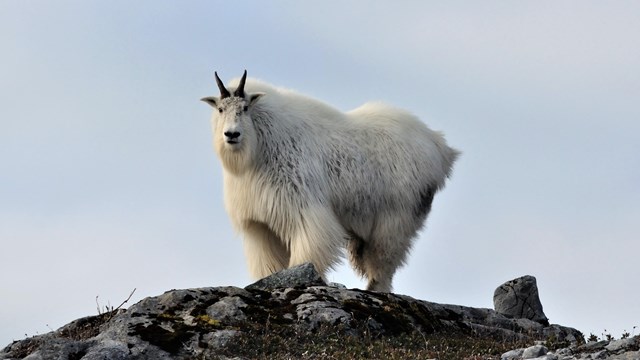 a lone mountain goat stands on a rocky cliff edge