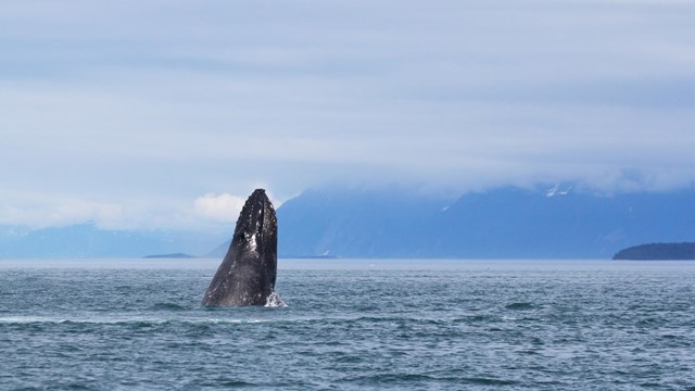 a humpback whale breaches out of the ocea
