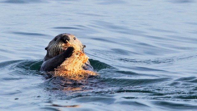 a sea otter holds food near its face in calm water