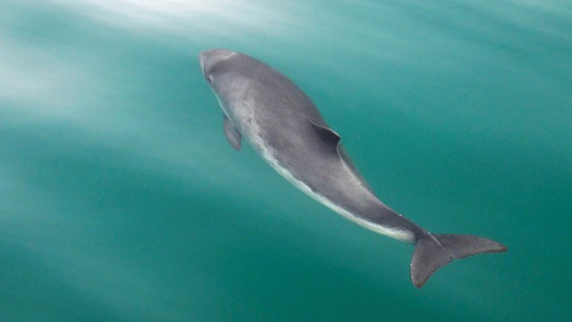 a harbor porpoise swims near the surface in calm water