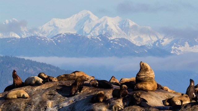 a group of steller sea lions on a rock with mountains in the background