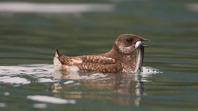a marbled murrelet with a fish in its mouth floats in water