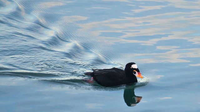 a surf scoter swims in glassy waters