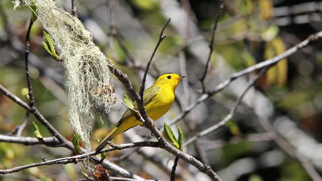 a small bright yellow bird sits on a branch