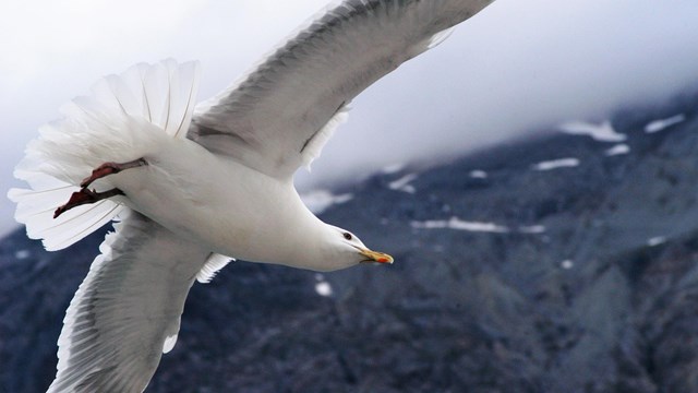 a glaucous-winged gull flies close up
