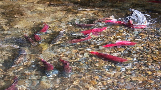 sockeye salmon thrash in clear waters of a stream