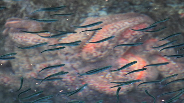 small fish swim in clear water near a starfish