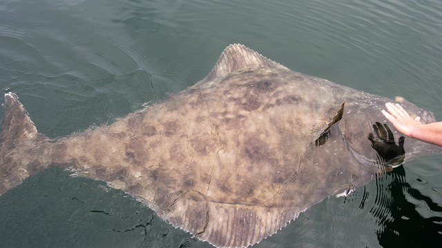 a large halibut with a hand for scale at the surface of the water