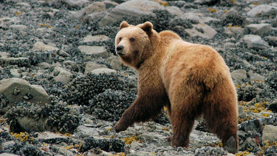 Wildlife - Glacier Bay National Park & Preserve (U.S. National Park ...