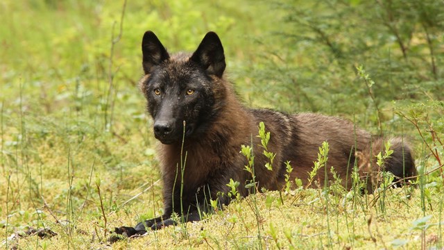 A black and dark brown wolf lays in moss and stares intently with brown eyes.