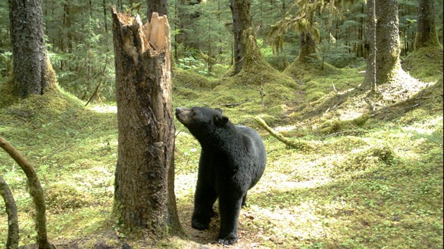A black bear sniffs a broken tree in a forest.