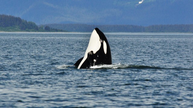 an orca spy hops out of the water