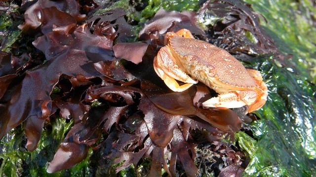a crab sits on a bed of kelp