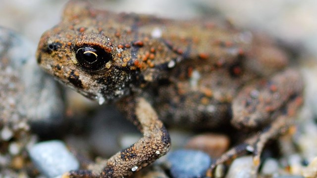 a small toad sits on rocks
