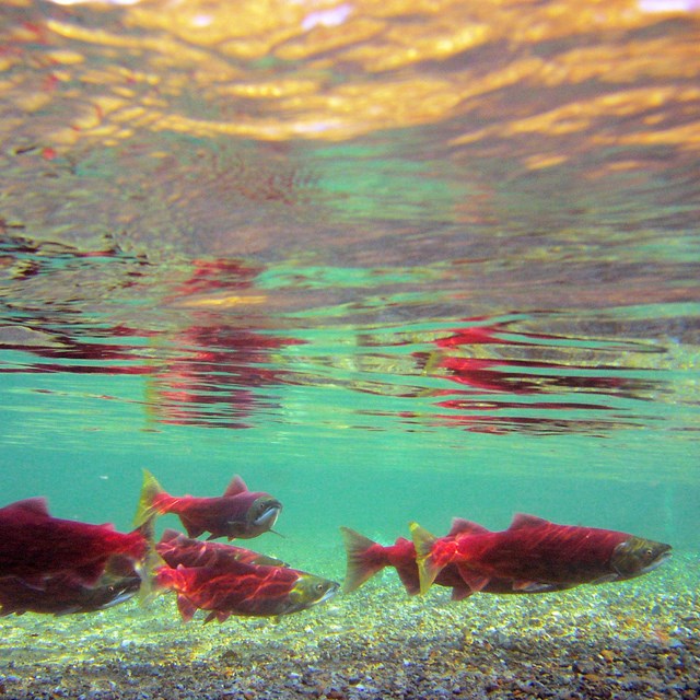 a group of sockeye in spawning colors (red and green) swim in murky water