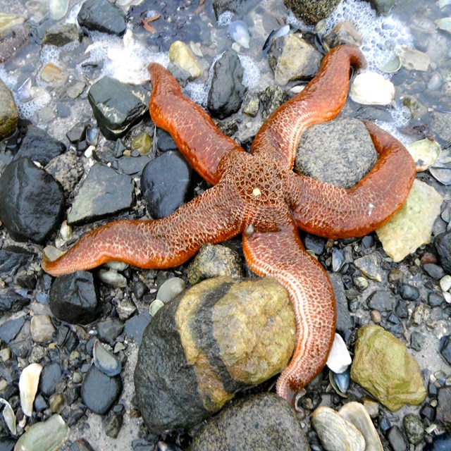 an orange starfish on on rocks at the edge of the water