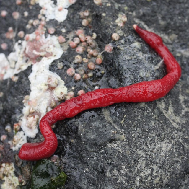 a bright red worm on a rock