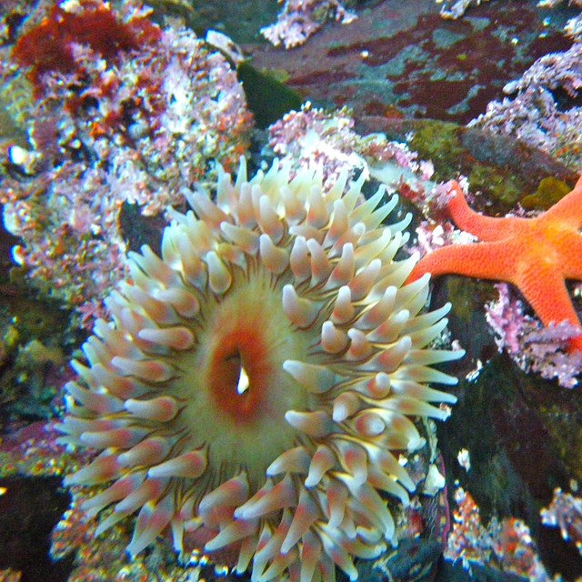 a brightly colored anemone and starfish