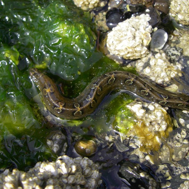 a blenny eel in shallow water