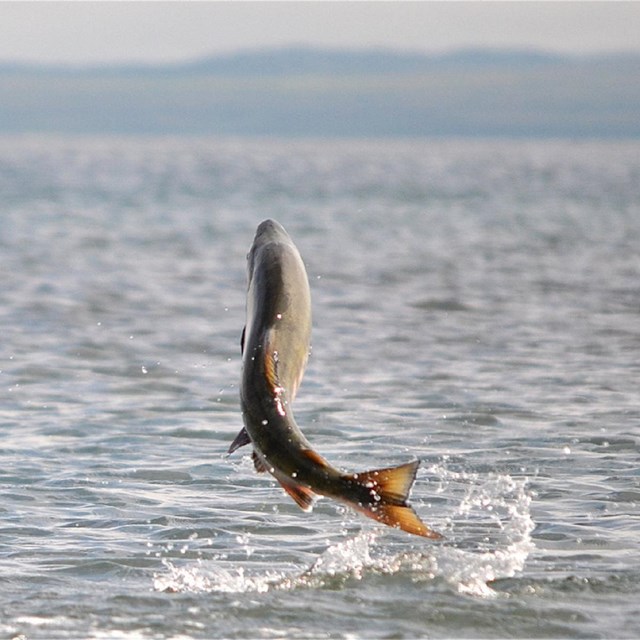 a fish jumping out from the ocean