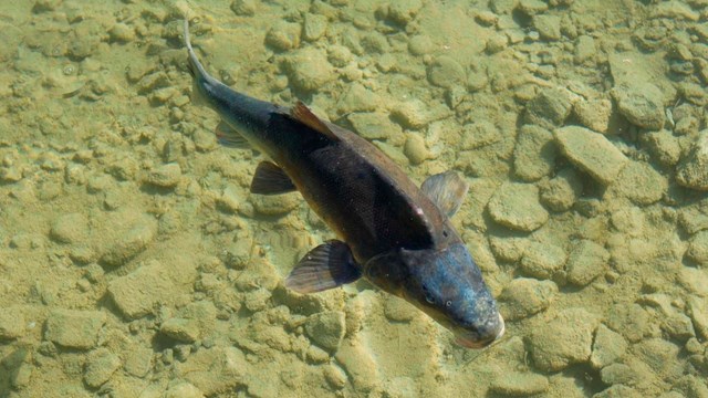 Dark fish swims in clear water