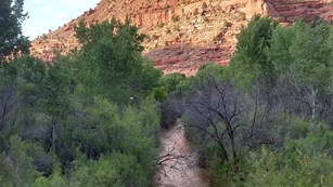 Small river surrounded by thick vegetation winds away from butte