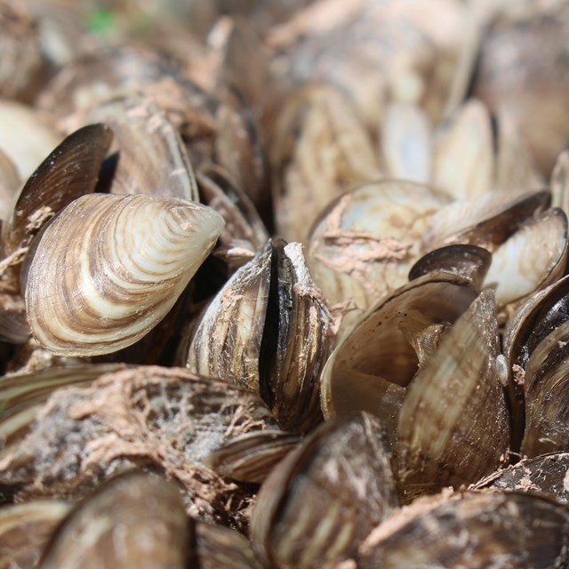 A close up of a pile of brown stripped shells.