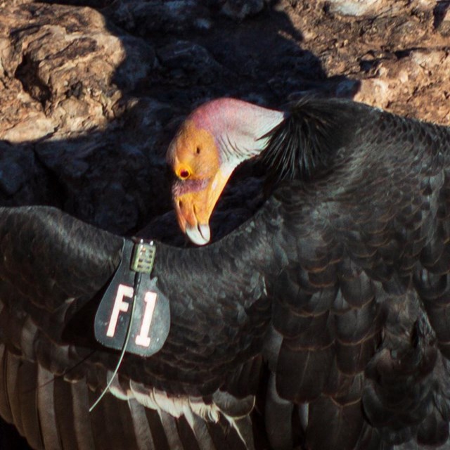 A large black bird with a bald pink head spreads its wings out on a rock ledge.