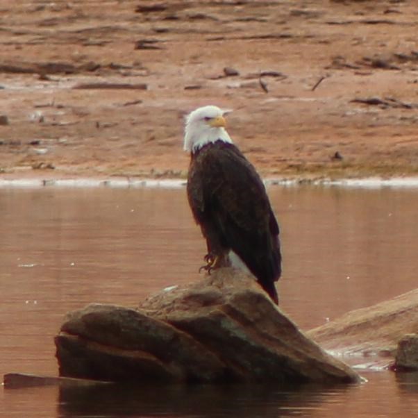 A brown bird with a white head perches on a rock in a desert lake.