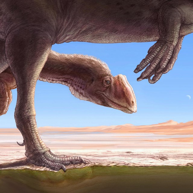 Two three-toed dinosaurs, one with its head low, walking to your right across desert sand