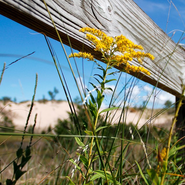 A fence rail and goldenrod flower with dunes in the background