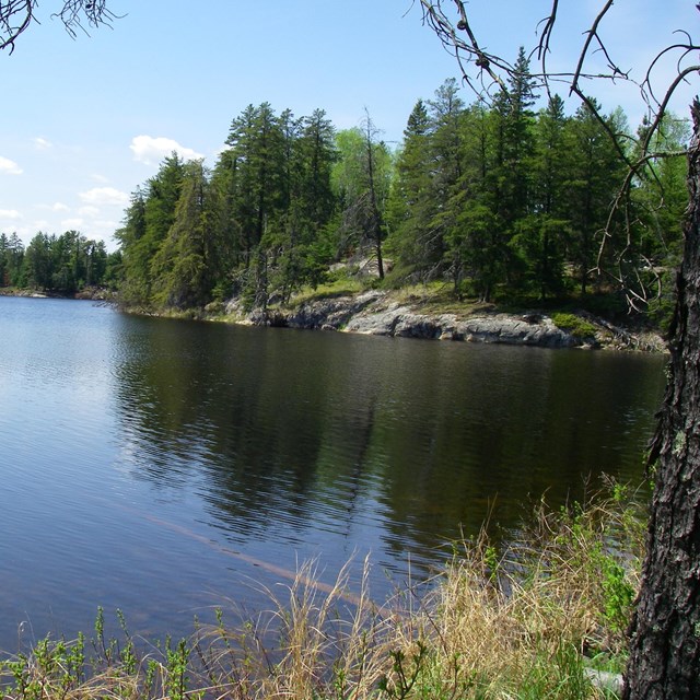 Forested shoreline of Peary Lake