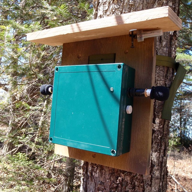 A frog recorder on a tree