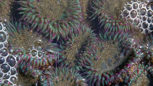 Close up of sea anemones
