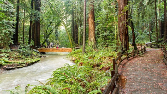 View of redwood creek and path winding through Muir Woods.
