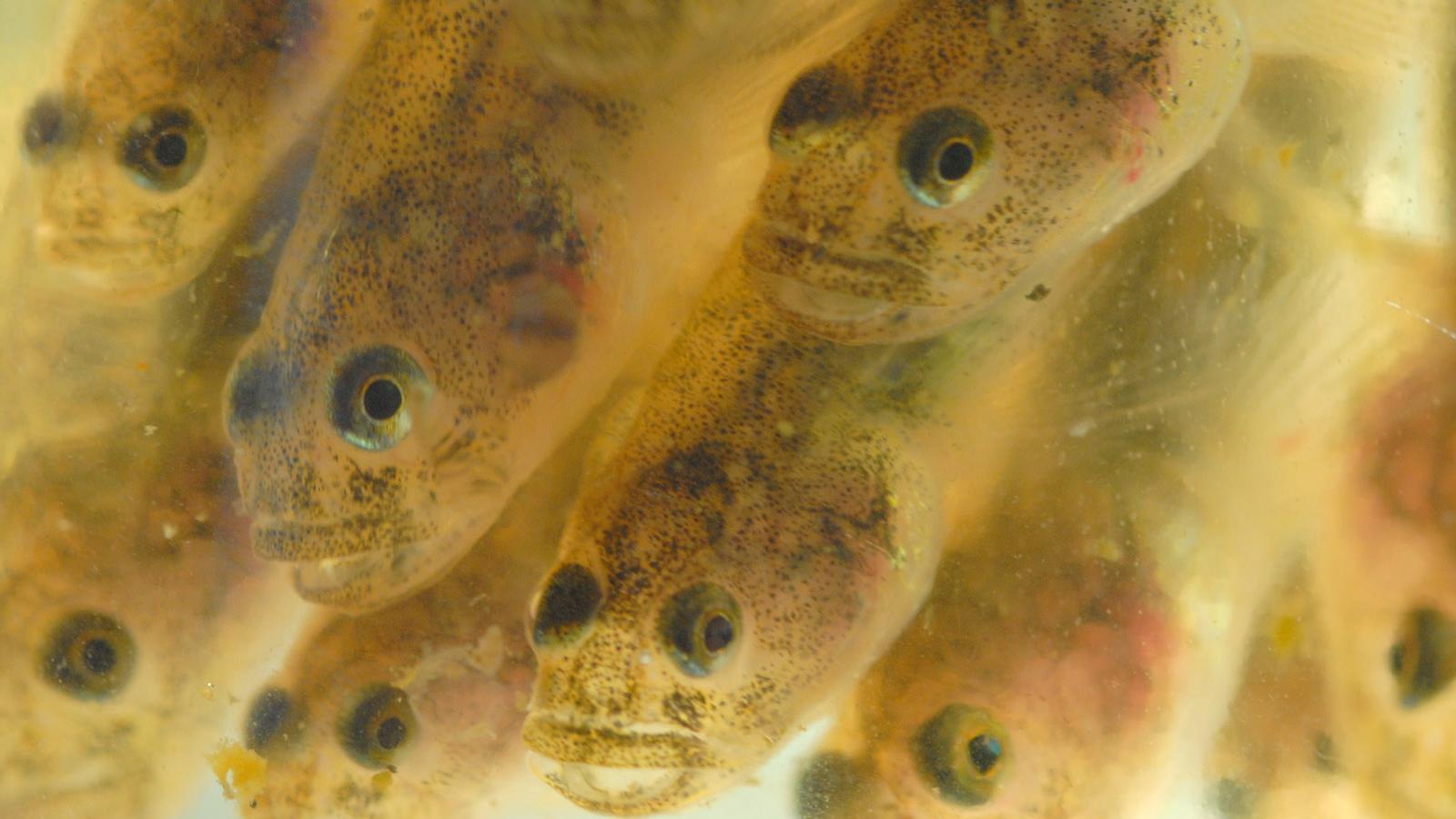 Close up of tidewater gobes.