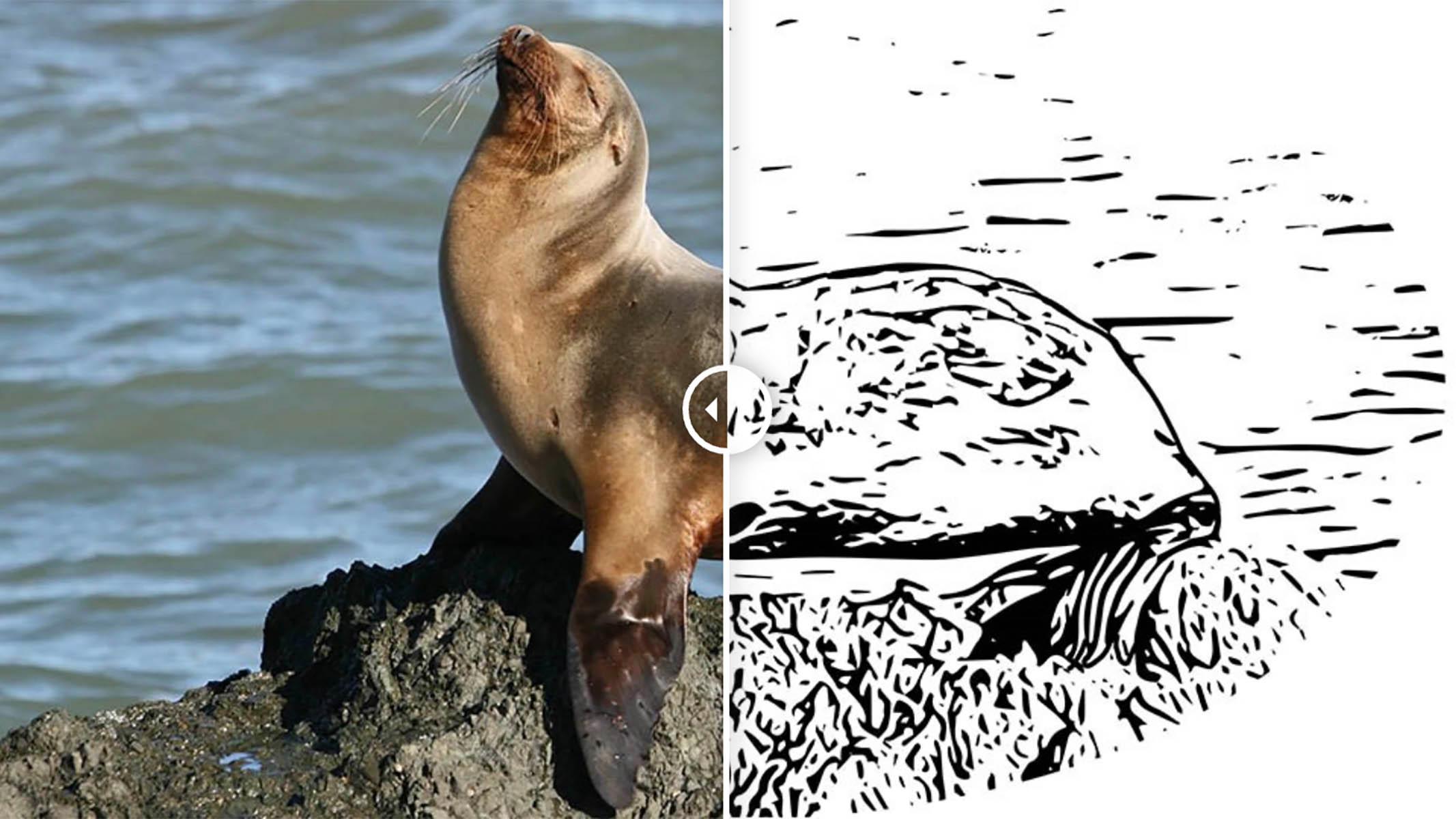 Outline of a sealion to color in
