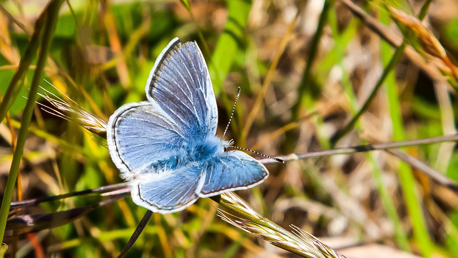 Endangered Butterflies