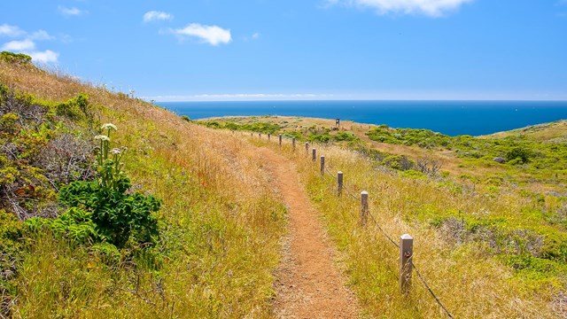 grassy trail along ocean coastline