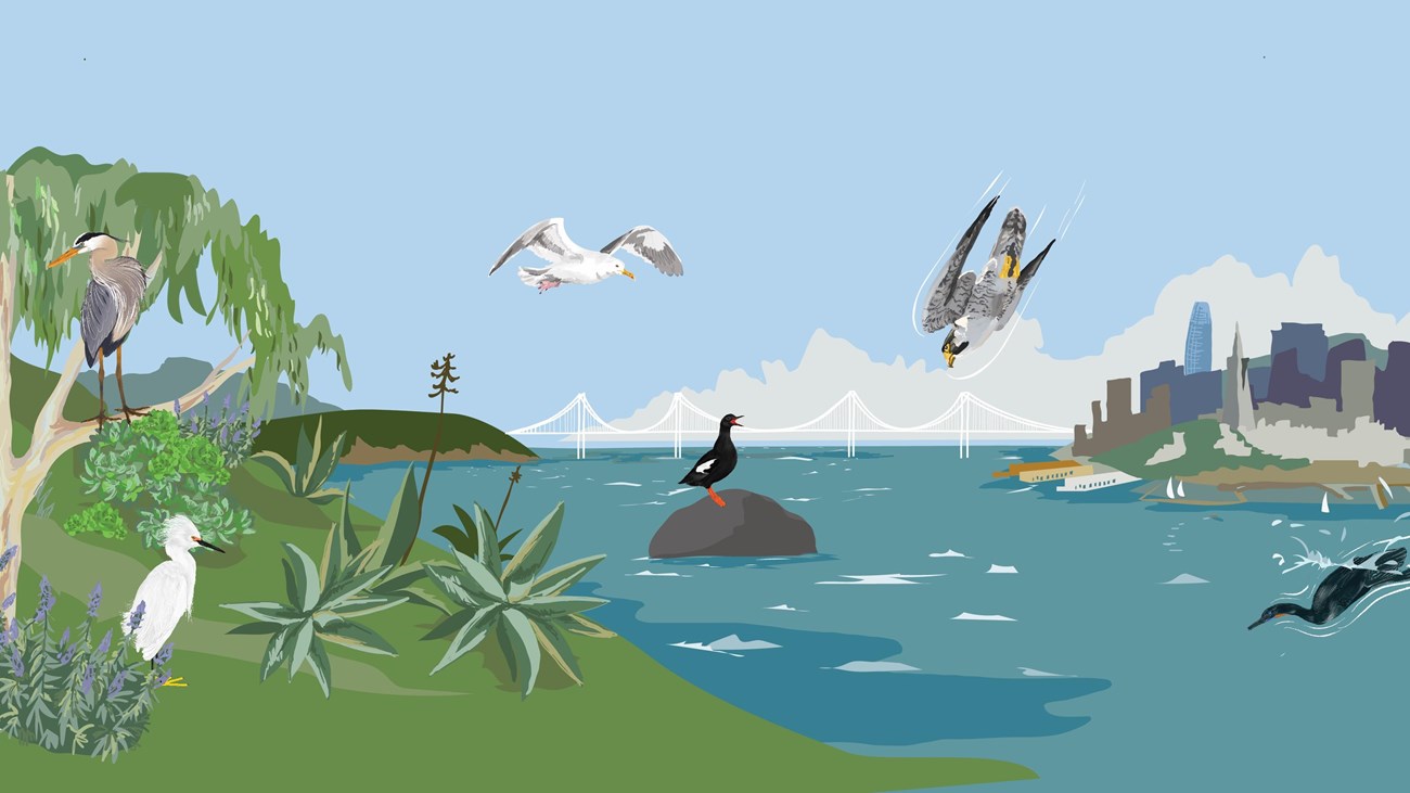 An illustration of Alcatraz Island birds with the city in the distance.