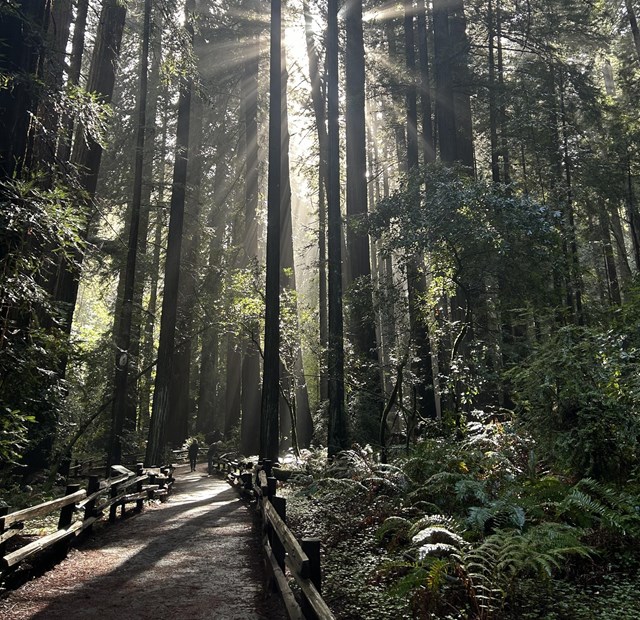 Redwood trees getting sunshine. 